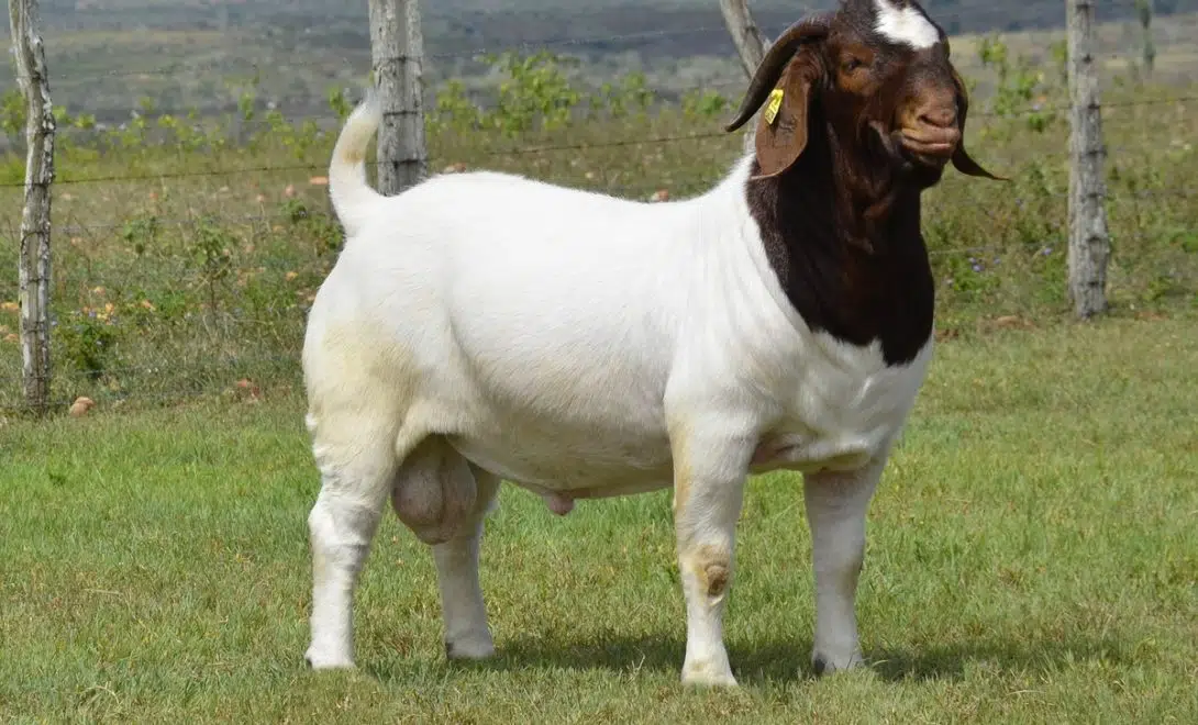 Boer